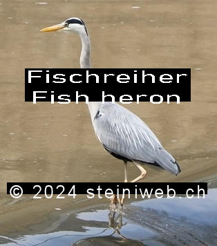 Fischreiher,Fish heron