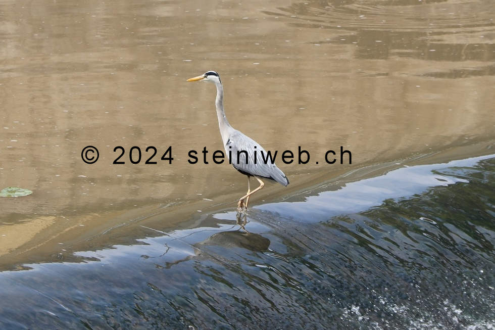 Fischreiher,Fish heron